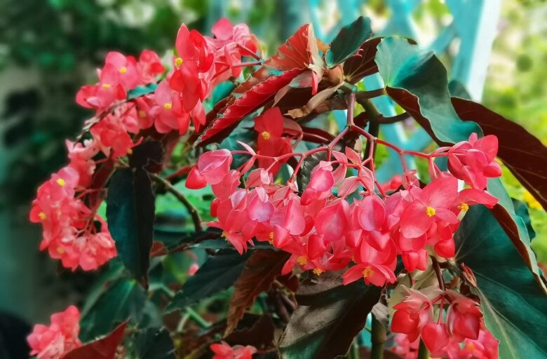 Biến Ngôi Nhà Thành Vườn Hoa Rực Rỡ Với "Cỗ Máy Nở Hoa" Quanh Năm: Thu Hải Đường Cánh Rồng